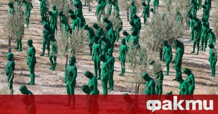 В маслинова горичка край Гранада стотици доброволци се съблякоха голи