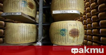 При температури над 40 градуса кравите прекарват повече време легнали