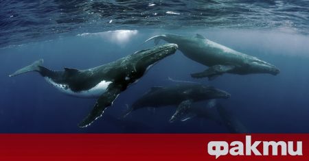 Около 250 пилотни кита загинаха след като заседнаха на брега