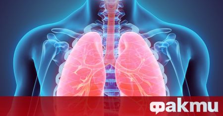 Белите дробове са едни от най важните органи в човешкото тяло