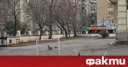 Лисица беше забелязана да се разхожда в двора на столичното