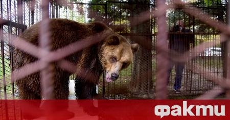 Паркът за танцуващи мечки край Белица има нов обитател