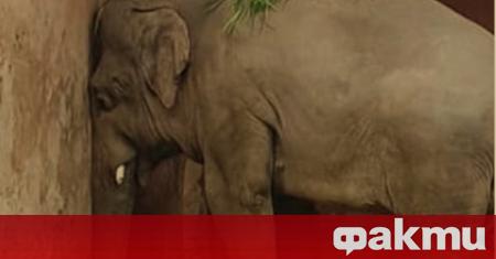Пакистанският слон Кааван най накрая намери мястото си в природата след