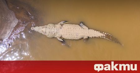 Оператор, снимащ за Австралийската радиотелевизионна корпорация, засне как соленоводен крокодил
