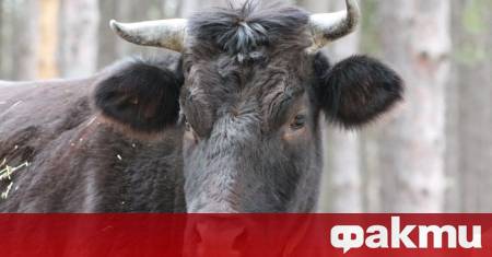 16 годишен младеж от велинградското село Кръстава се удари с мотоциклета