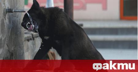 Куче е нападнало майка и две деца в Пазарджик, съобщиха