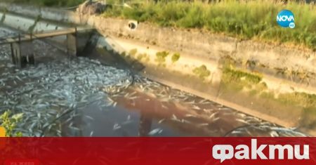 60 тона умряла риба очакват да бъдат извозени от рибарника