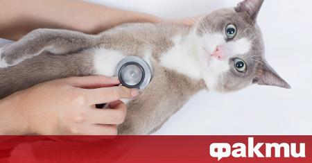 Заразена с коронавирус домашна котка за първи път регистрираха френски