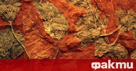 Учени откриха най-стария известен фосил на земята - гъба, скрита