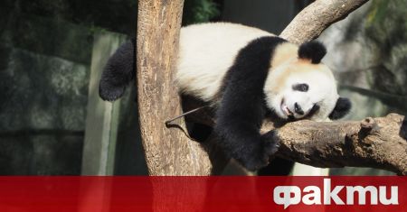 Син Син най възрасната панда в света която живееше в