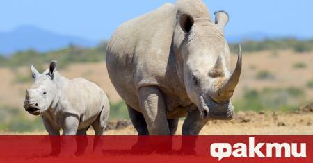 Safari West – паркът за диви животни в Санта Роса