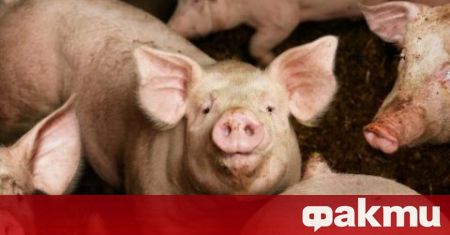 13 000 прасета ще бъдат хуманно умъртвени в пазарджишкото село