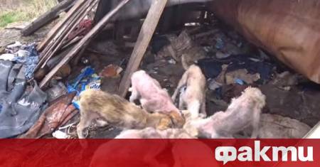 Глутница от 17 кучета нападна и уби жена в руската