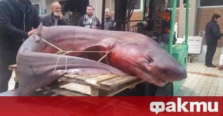 Огромна акула с тегло 330 кг уловиха уловиха рибари в