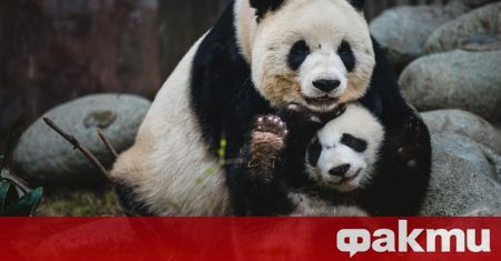 Панди близнаци от частен зоопарк в белгийското селище Брюжелет отпразнуваха