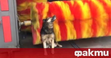 Италианските власти обвиниха 57 годишен мъж за малтретиране на животни след