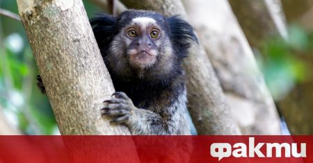Учени са открили нов вид маймуна в бразилската част на