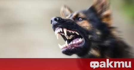 Куче нападна 5-годишно дете в Ловеч. Момченцето е с ухапвания