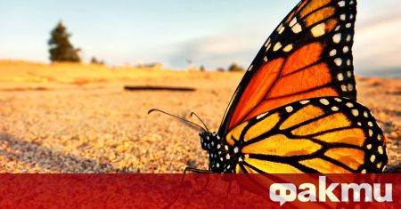 Красивият вид пеперуда монарх опасно се приближава до изчезване считано