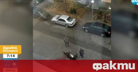 Мъж заколи крава пред входа на блок в Гоце Делчев
