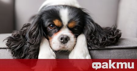 I Norge er avl av Cavalier King Charles spanielhunder forbudt ᐉ Nyheter fra Fakti.bg – Nysgjerrig