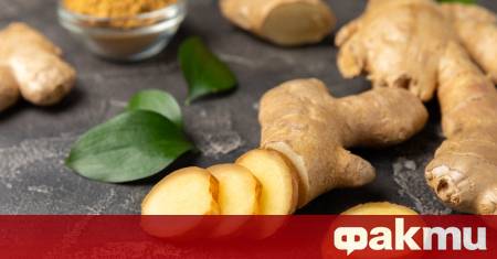 Джинджифилът отдавна е сред най използваните лечебни растения в света
