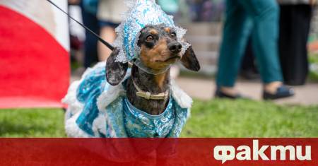 Парад на домашните любимци ще се състои на 14 септември