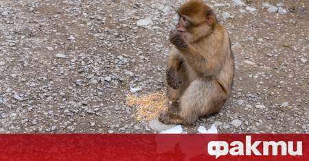 Маймуна с памперс беше забелязана на свобода в столичния квартал