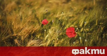 Днес ще преобладава слънчево време в комбинация със слаб в