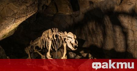 Руски учени откриха в Сибир идеално запазена пещерна мечка и