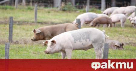 Огнище на африканска чума по свинете е установено в румънския