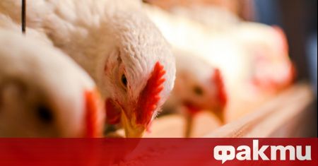 Южната Африка Република (ЮАР) установи огнище на високопатогенен птичи грип