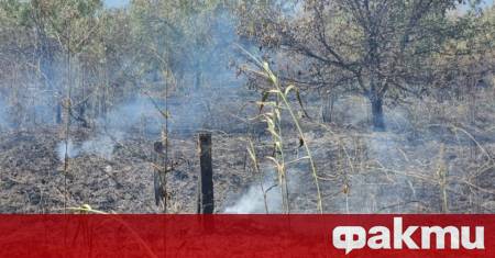 Пожар изпепели над 1000 декара прасковени насаждения стърнища част от