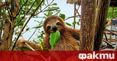 Ленивец незнайно как попаднал в капан между електропроводите в колумбийската