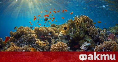 Ново изследване доказва че кораловите рифове изчезват много по бързо откоклоко
