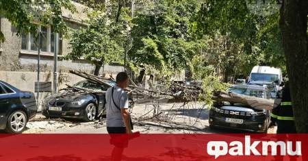 Голямо дърво се стовари върху два паркирани автомобила в самия