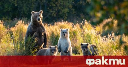 В южната част на Камчатка природата поднесе истинска изненада –