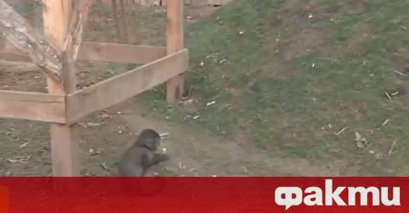 Инцидент в зоопарка в София заради подхвърлена храна на животно