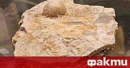 В австралийския щат Куинсланд е открита вкаменена перла датираща отпреди