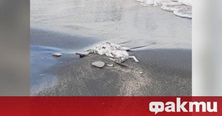Десетки мъртви птици на плажа в Бургас притесниха бургазлии Притеснението