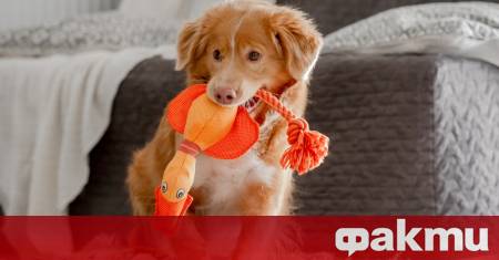 Надарени кучета от някои породи могат да научават имената на