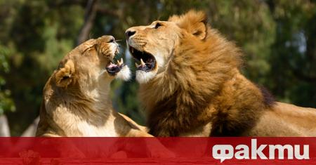 В България зоопарковете масово не отговарят на законовите изисквания Ако