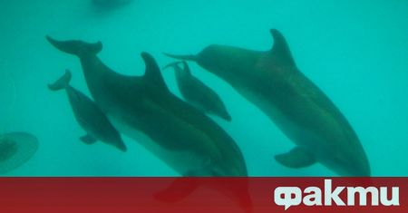 За нашествие на делфини по българското крайбрежие алармират рибари Според тях