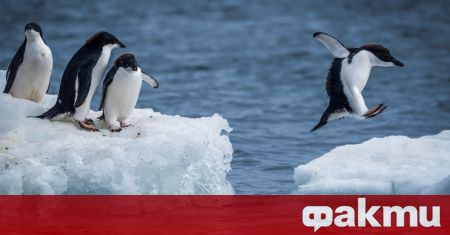 Огромният антарктически айсберг, който миналия месец застрашаваше населен с пингвини