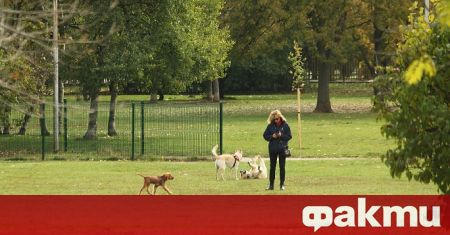 Пет кучета и десетина котки са били отровени в бургаския