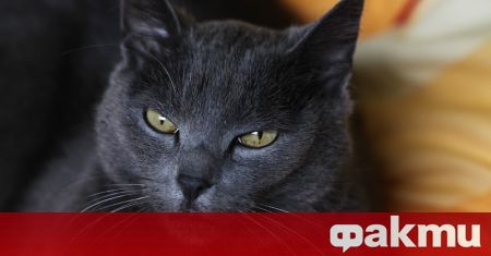 В новозеландския град Крайстчърч от няколко години върлува 5 годишна котка клептоман