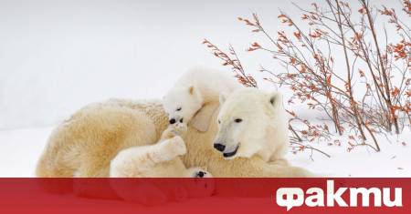 Изследователи в Канада са наблюдавали рядък случай на полярна мечка
