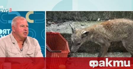 Лисиците все по често се забелязват в различни квартали на