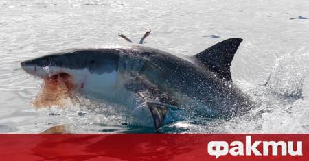 Туристи видяха голяма бяла акула да се храни във водите