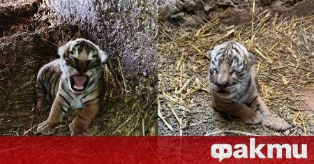 Зоопаркът в Стара Загора се похвали с невероятна новина За